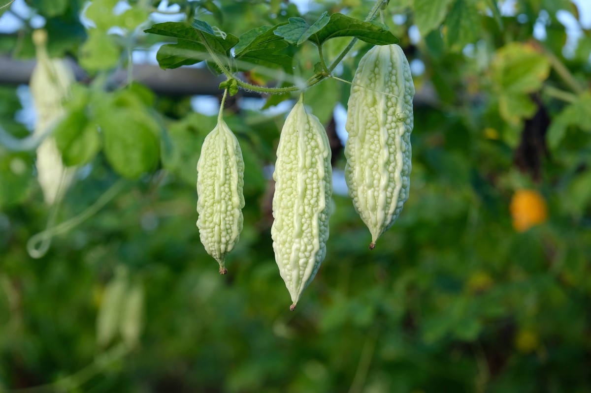 06f01587 e4e7 4ca1 ae6d bfc12cb55615 176785835136510143809517199