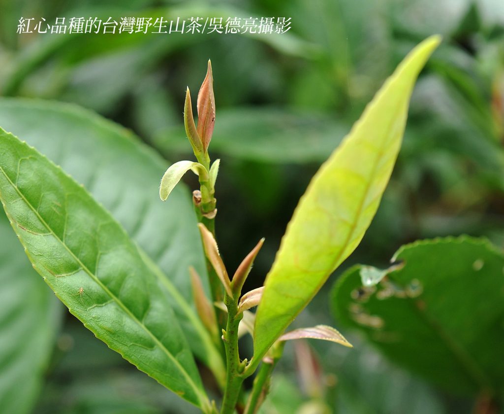 %E7%B4%85%E5%BF%83%E5%93%81%E7%A8%AE%E7%9A%84%E5%8F%B0%E7%81%A3%E9%87%8E%E7%94%9F%E5%B1%B1%E8%8C%B6 1024x840 1