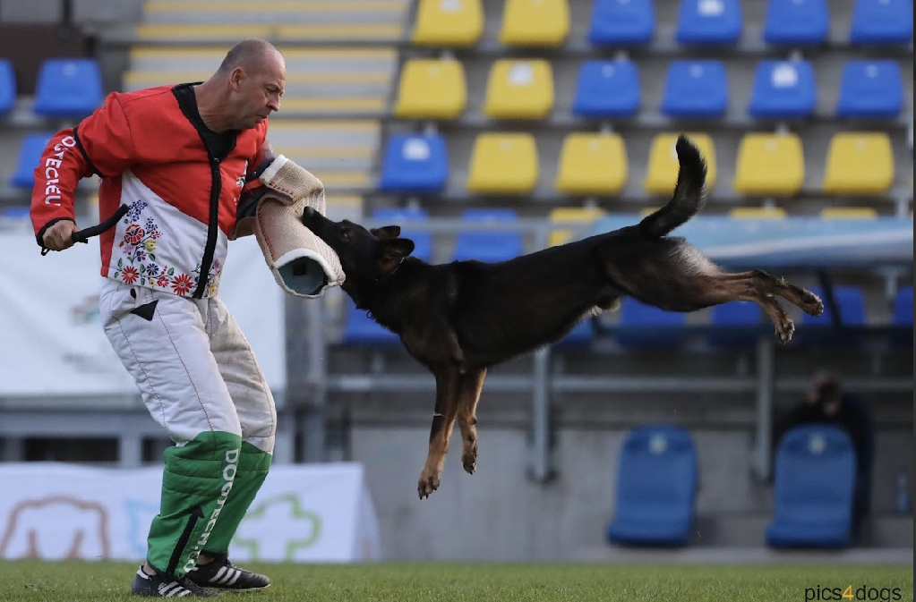 20000 - 報新聞 Mega News (圖/西北訓犬學苑提供)