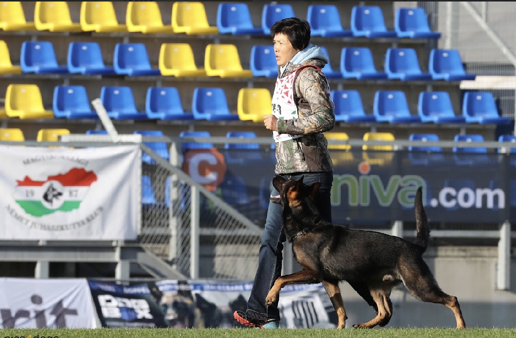 30000 - 報新聞 Mega News (圖/西北訓犬學苑提供)