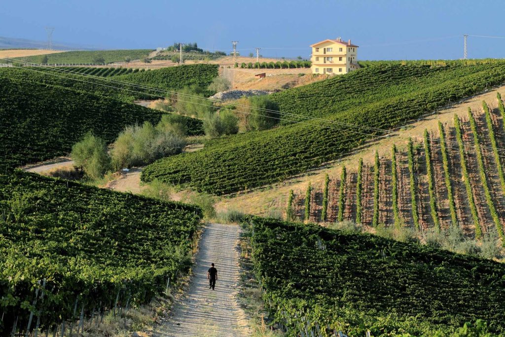 No 250021-6 土耳其的葡萄莊園 來源 Wine Enthusiast - 報新聞 Mega News No 250021 6 %E5%9C%9F%E8%80%B3%E5%85%B6%E7%9A%84%E8%91%A1%E8%90%84%E8%8E%8A%E5%9C%92 %E4%BE%86%E6%BA%90 Wine Enthusiast 1024x683 1