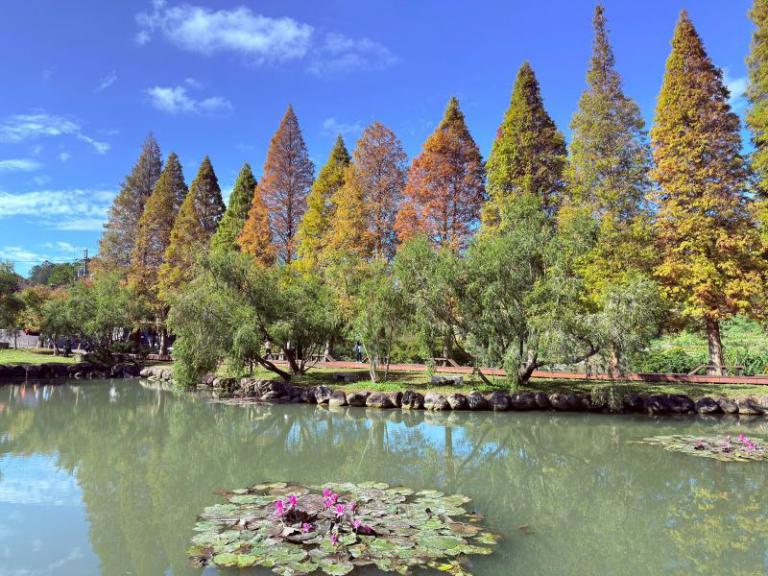 寒流催色落羽松轉紅 竹縣精選五大賞落羽松秘境迎冬日浪漫 3 20260111124725 543e1772