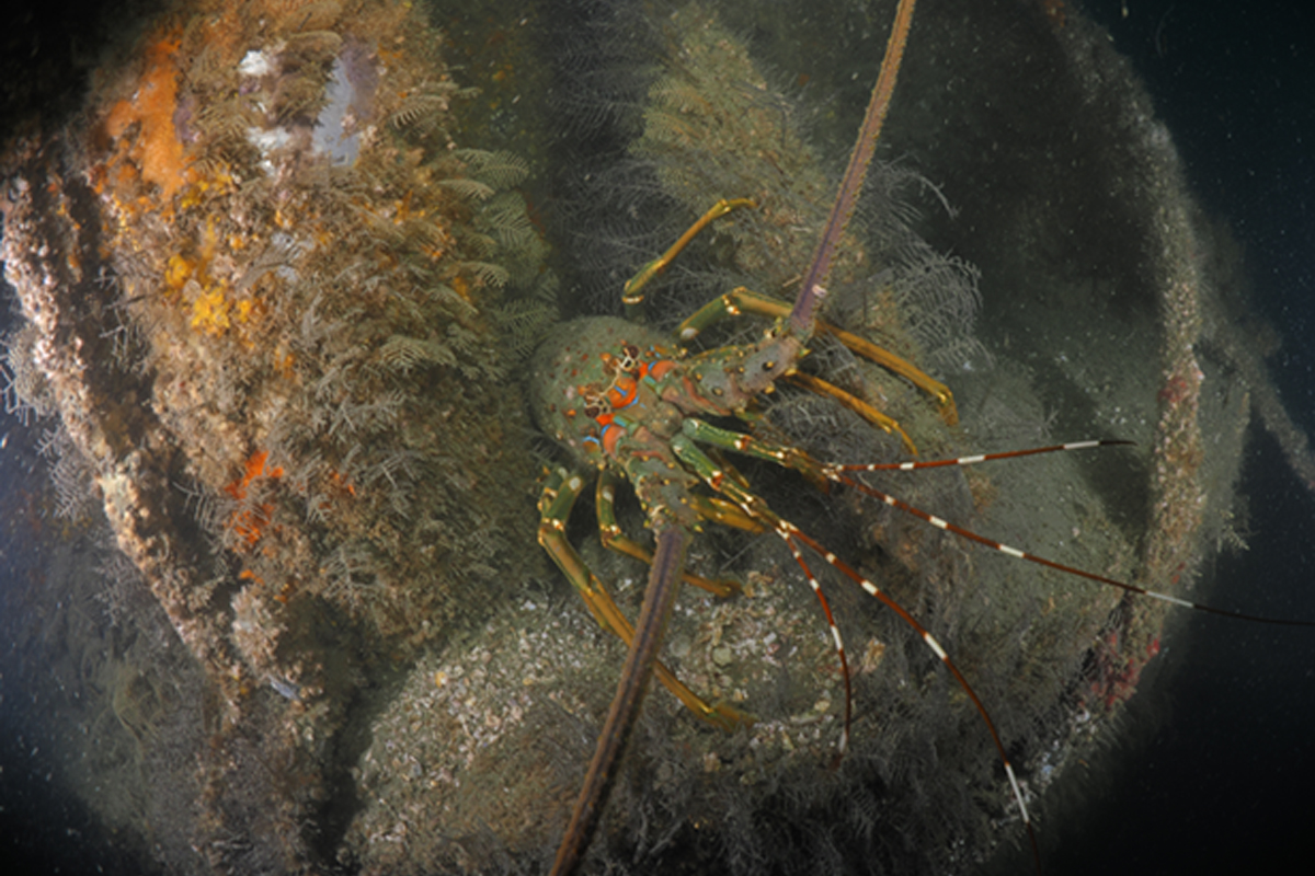 %E8%BA%B2%E8%97%8F%E5%9C%A8%E9%A2%A8%E6%A9%9F%E5%AD%94%E9%9A%99%E4%B8%AD%E7%9A%84%E9%BE%8D%E8%9D%A6%E5%90%B3%E6%B2%90%E7%87%8A%E6%94%9D