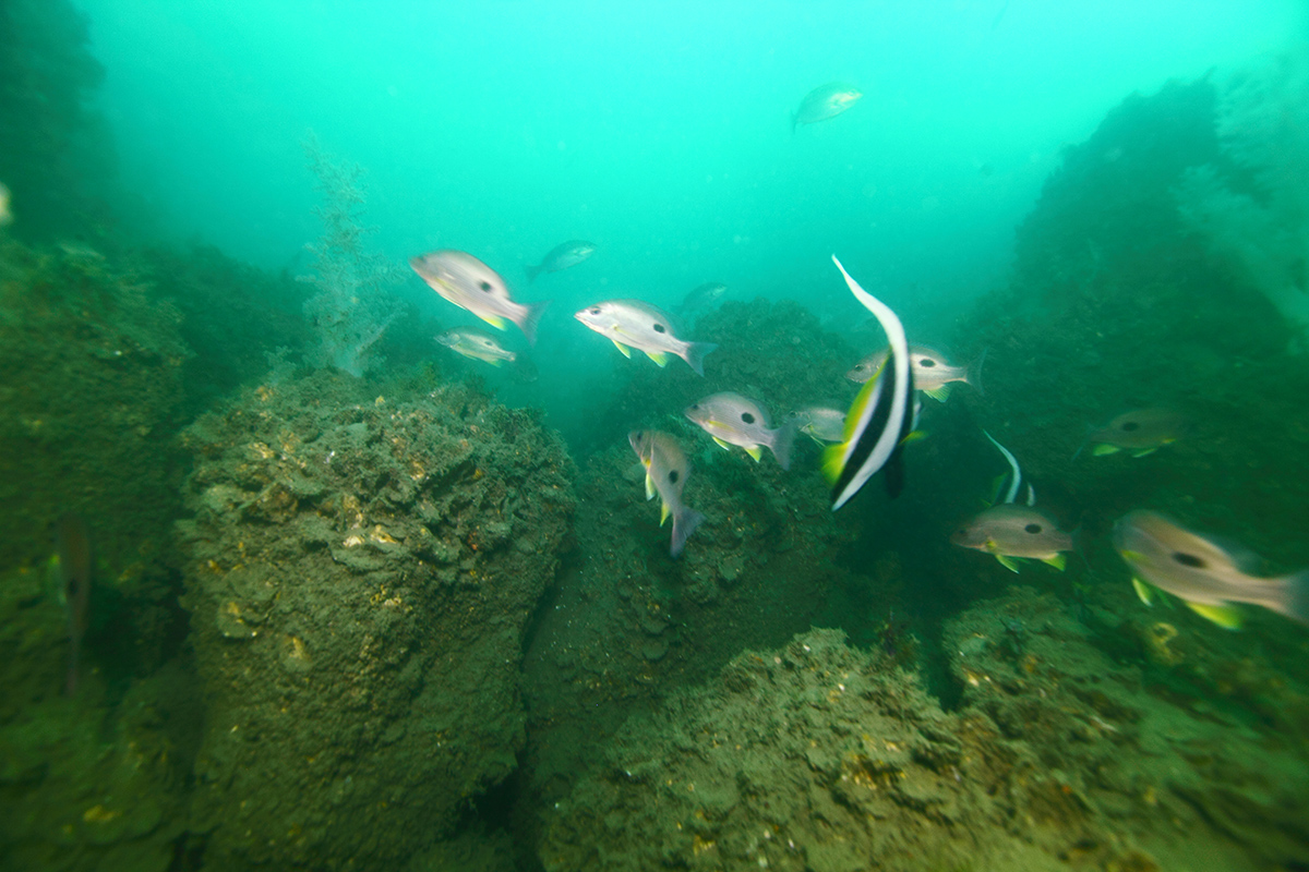 %E9%A2%A8%E5%A0%B4%E5%8F%AF%E8%A6%8B%E8%A8%B1%E5%A4%9A%E5%B9%BC%E9%AD%9A%E6%88%96%E4%BA%9E%E6%88%90%E9%AD%9A%E5%9C%96%E7%82%BA%E5%96%AE%E6%96%91%E7%AC%9B%E9%AF%9B%E8%88%87%E9%A6%AC%E5%A4%AB%E9%AD%9A%E6%9D%8E%E6%B7%B3%E9%8A%98%E6%94%9D