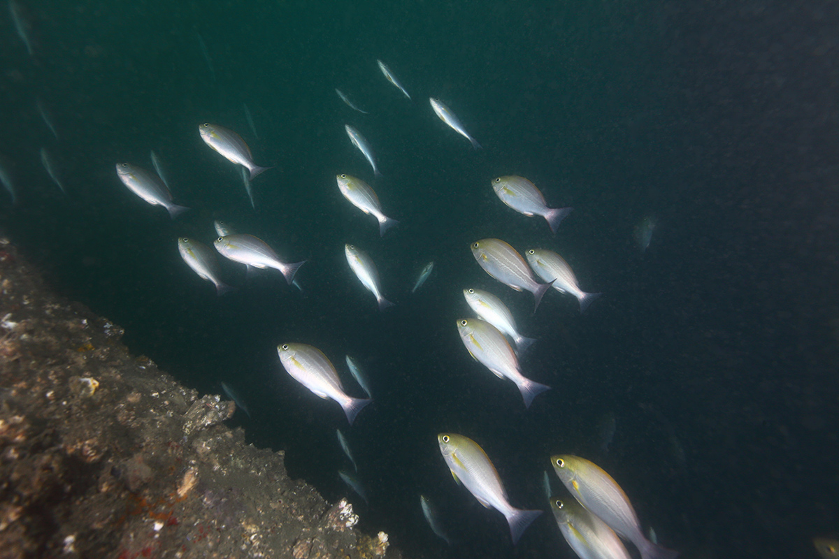 %E9%AB%98%E7%B6%93%E6%BF%9F%E5%83%B9%E5%80%BC%E7%9A%84%E5%B2%A9%E7%A4%81%E6%A3%B2%E6%80%A7%E7%9A%84%E9%AD%9A%E9%A1%9E%E6%9C%83%E8%81%9A%E9%9B%86%E6%96%BC%E9%A2%A8%E6%A9%9F%E5%9F%BA%E5%BA%A7%E5%9C%96%E7%82%BA%E4%B8%89%E7%B7%9A%E9%9B%9E%E9%AD%9A%E6%9D%8E%E6%B7%B3%E9%8A%98%E6%94%9D