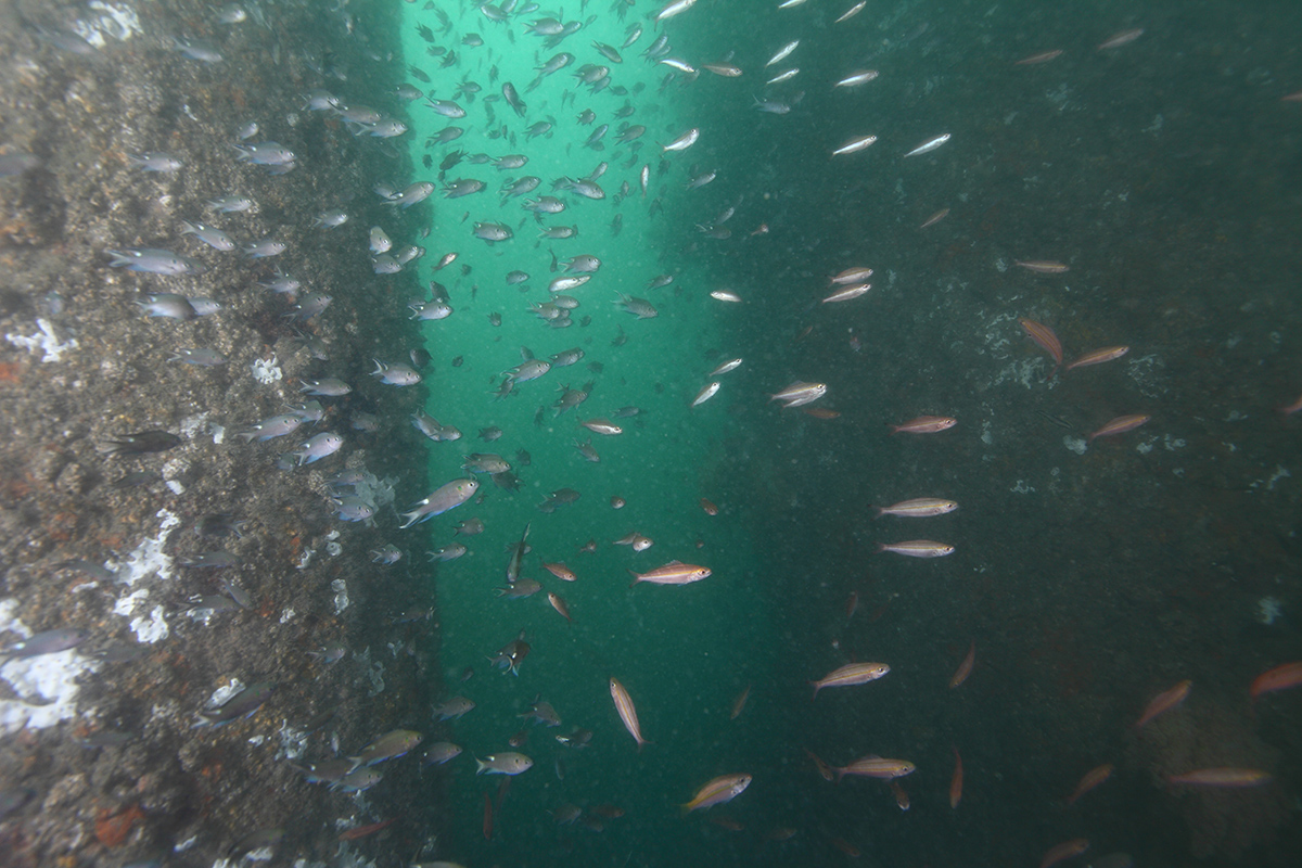 %E9%A2%A8%E5%A0%B4%E5%8F%AF%E8%A6%8B%E8%A8%B1%E5%A4%9A%E5%B9%BC%E9%AD%9A%E6%88%96%E4%BA%9E%E6%88%90%E9%AD%9A%E5%9C%96%E7%82%BA%E8%97%8D%E9%BB%91%E6%96%B0%E9%9B%80%E9%AF%9B%E5%A4%A9%E7%AB%BA%E9%AF%9B%E8%88%87%E4%B8%89%E7%B7%9A%E9%9B%9E%E9%AD%9A%E6%9D%8E%E6%B7%B3%E9%8A%98%E6%94%9D