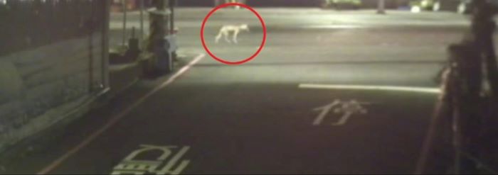 《圖說》遊蕩犬穿越馬路。〈動保提供〉