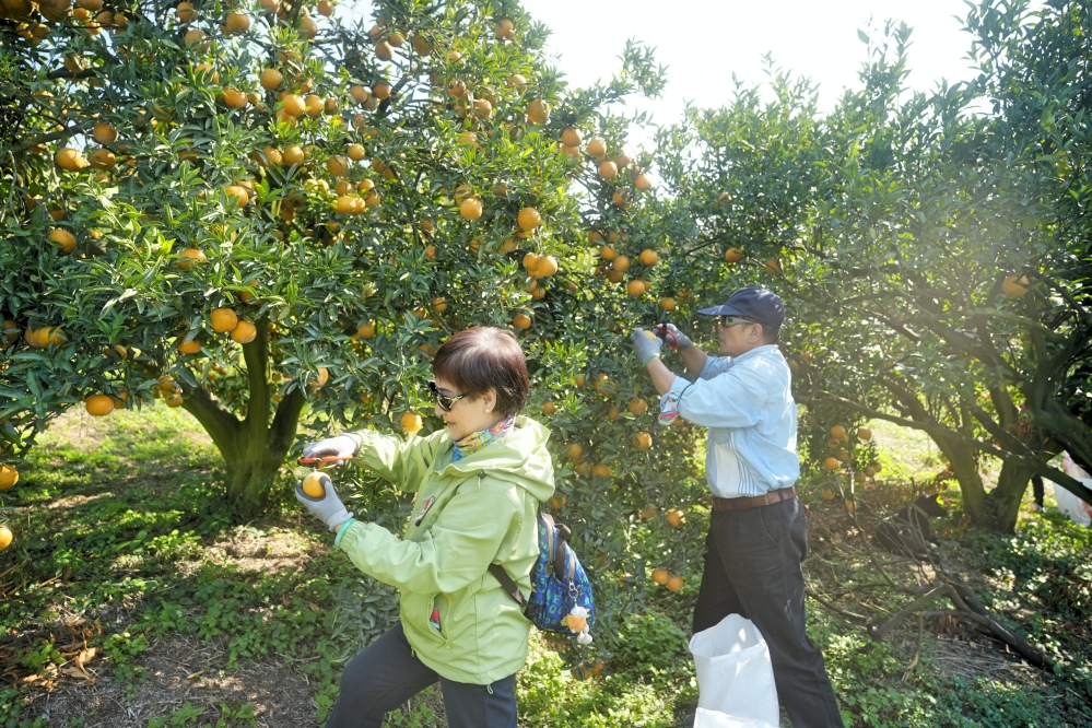 %E5%85%AB%E5%BE%B7%E6%A6%AE%E5%AE%B6%E5%9C%92%E8%97%9D%E7%A4%BE%E7%A4%BE%E5%93%A1%E5%A4%AB%E5%A6%BB%E5%80%86%E7%9C%8B%E5%88%B0%E6%BB%BF%E5%B1%B1%E6%BB%BF%E8%B0%B7%E7%9A%84%E6%A9%98%E6%A8%82%E9%99%B6%E9%99%B6%E7%9A%84%E8%A1%A8%E7%A4%BA%E8%A6%81%E6%8E%A1%E7%B5%A6%E5%85%B6%E4%BB%96%E4%BD%8F%E6%B0%91%E9%95%B7%E8%BC%A9%E5%90%83 Fotor