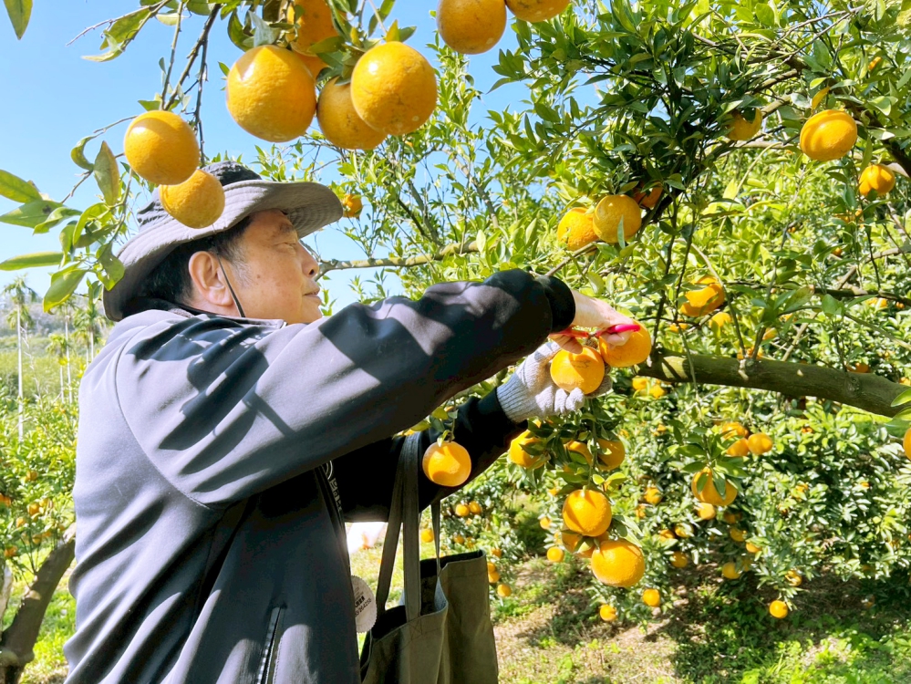 %E9%9D%A2%E5%B0%8D%E6%BB%BF%E5%B1%B1%E6%BB%BF%E8%B0%B7%E7%9A%84%E6%A9%98%E5%AD%90%E4%BD%8F%E6%B0%91%E6%9E%97%E5%A4%A7%E5%93%A5%E8%A1%A8%E7%A4%BA%E8%A6%81%E5%A5%BD%E5%A5%BD%E7%B2%BE%E6%8C%91%E7%B4%B0%E9%81%B8%E6%9C%80%E6%BC%82%E4%BA%AE%E7%9A%84%E6%A9%98%E5%AD%90%E5%B8%B6%E5%9B%9E%E6%A6%AE%E5%AE%B6 Fotor