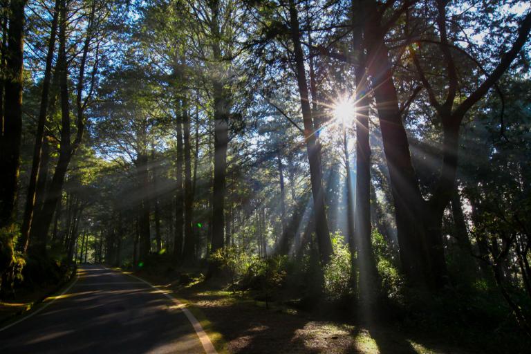 阿里山賓館頂級套房即將登場 漫步雲端飽覽磅薄雲海 6 20260119205502 0690c355