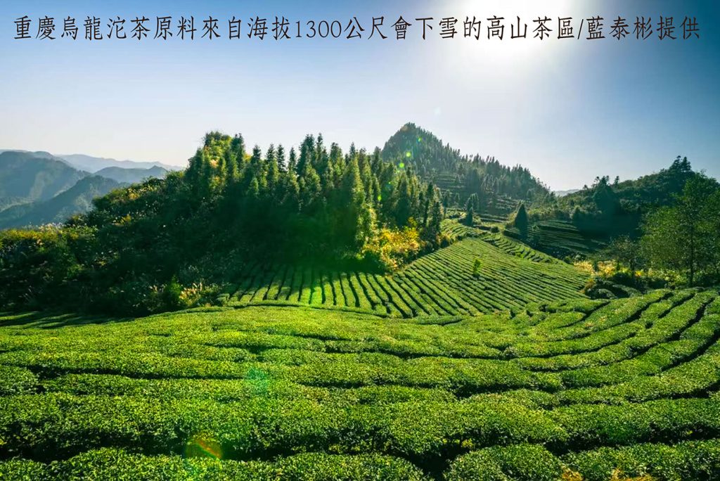 %E9%87%8D%E6%85%B6%E7%83%8F%E9%BE%8D%E6%B2%B1%E8%8C%B6%E5%8E%9F%E6%96%99%E4%BE%86%E8%87%AA%E6%B5%B7%E6%8B%941300%E5%85%AC%E5%B0%BA%E6%9C%83%E4%B8%8B%E9%9B%AA%E7%9A%84%E9%AB%98%E5%B1%B1%E8%8C%B6%E5%8D%80 1024x684 1