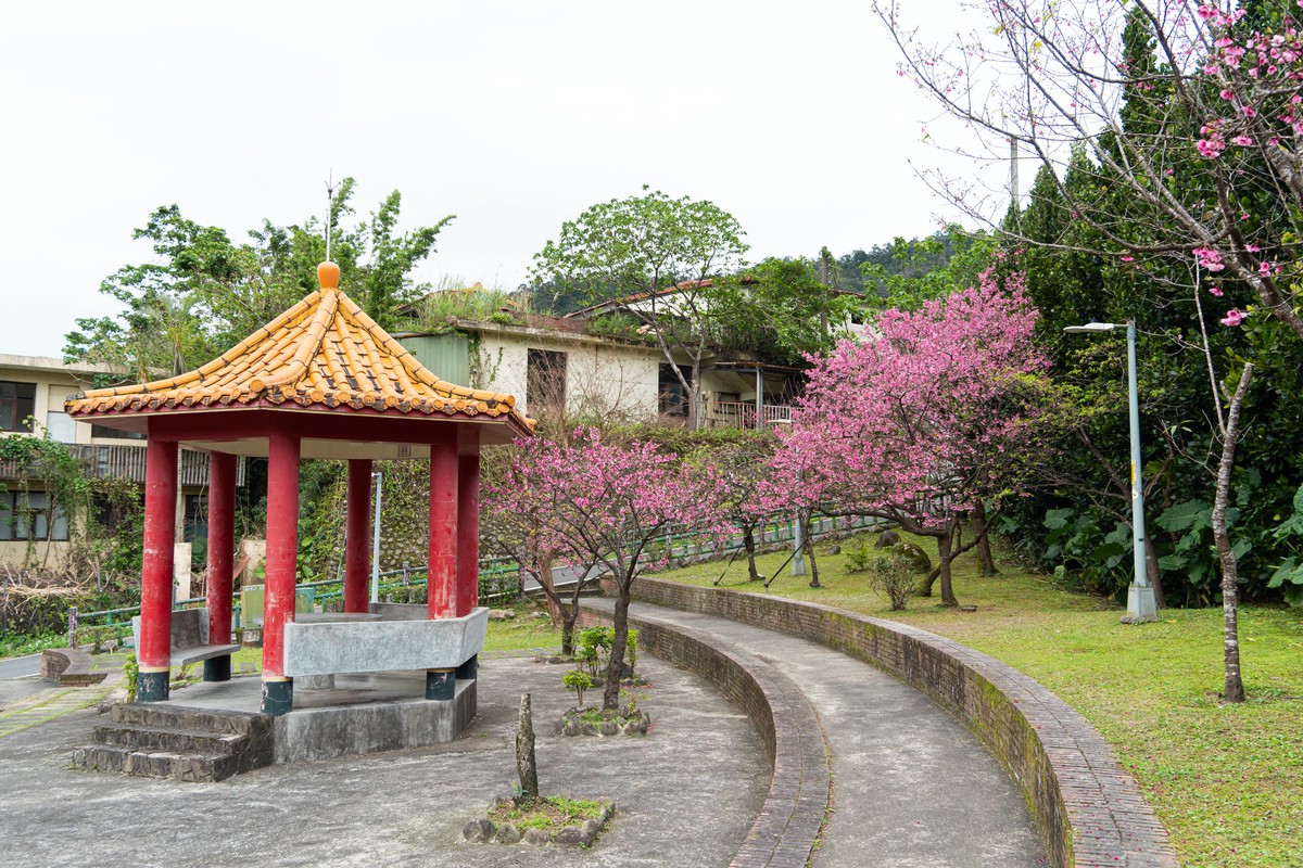 新北春櫻逐一綻放 花見櫻花季將於天元宮登場 必遊必吃必看重點搶先報 9 b78d45ed 3012 4c5a 8a07 2cbf93a91a90 176913350443558293200276895