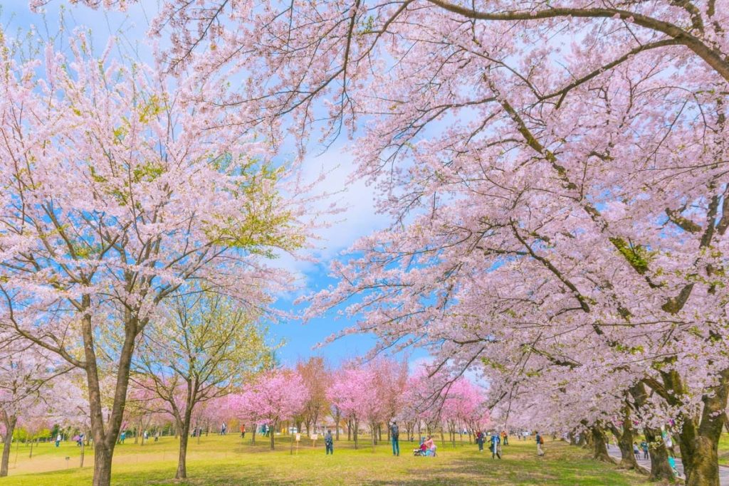 No 250025 4 %E8%B5%A4%E5%9F%8E%E5%8D%97%E9%9D%A2%E5%8D%83%E6%9C%AC%E6%AB%BB %E4%BE%86%E6%BA%90 Visit Gunma 1024x683 1