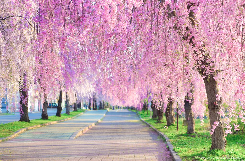 No 250025 6 %E6%97%A5%E4%B8%AD%E7%B7%9A%E5%9E%82%E6%AB%BB%E6%AD%A5%E9%81%93 %E4%BE%86%E6%BA%90 %E5%96%9C%E5%A4%9A%E6%96%B9%E5%B8%82%E6%97%85%E9%81%8A%E5%B1%80 1024x674 1