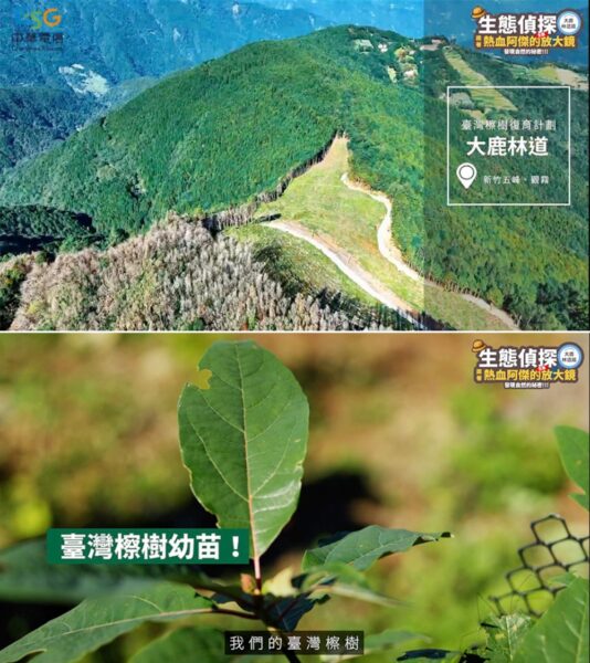 中華電信推動大鹿林道造林復育 攜手林業保育署守護臺灣檫樹珍貴物種 5 20260128203819 82 534x600 1