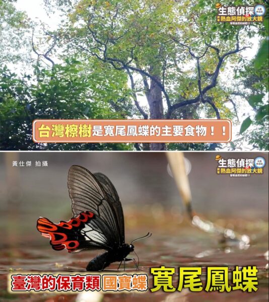 中華電信推動大鹿林道造林復育 攜手林業保育署守護臺灣檫樹珍貴物種 6 20260128203928 99 534x600 1