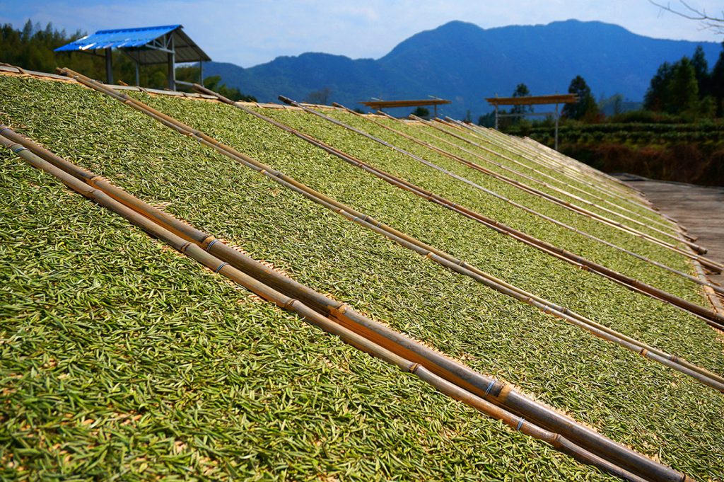 福鼎管陽鎮的馬年賀歲白茶03 - 報新聞 Mega News %E7%A6%8F%E9%BC%8E%E7%AE%A1%E9%99%BD%E9%8E%AE%E7%9A%84%E9%A6%AC%E5%B9%B4%E8%B3%80%E6%AD%B2%E7%99%BD%E8%8C%B603 1024x681 1