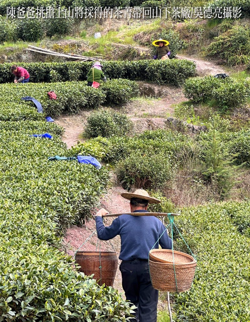 陳爸爸挑擔將採得的茶菁帶回山下茶廠 - 報新聞 Mega News %E9%99%B3%E7%88%B8%E7%88%B8%E6%8C%91%E6%93%94N%E5%B0%87%E6%8E%A1%E5%BE%97%E7%9A%84%E8%8C%B6%E8%8F%81%E5%B8%B6%E5%9B%9E%E5%B1%B1%E4%B8%8B%E8%8C%B6%E5%BB%A0 797x1024 1