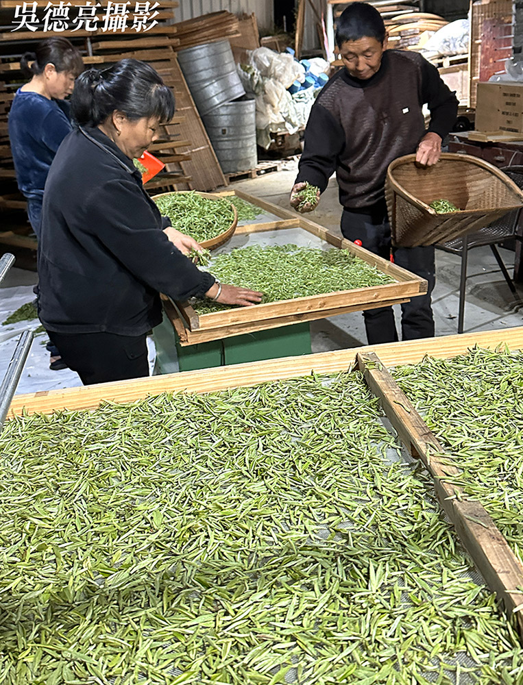 福鼎管陽鎮的馬年賀歲白茶04 - 報新聞 Mega News %E7%A6%8F%E9%BC%8E%E7%AE%A1%E9%99%BD%E9%8E%AE%E7%9A%84%E9%A6%AC%E5%B9%B4%E8%B3%80%E6%AD%B2%E7%99%BD%E8%8C%B604