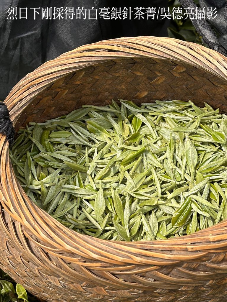 烈日下剛採得的白毫銀針茶菁 - 報新聞 Mega News %E7%83%88%E6%97%A5%E4%B8%8B%E5%89%9B%E6%8E%A1%E5%BE%97%E7%9A%84%E7%99%BD%E6%AF%AB%E9%8A%80%E9%87%9D%E8%8C%B6%E8%8F%81 768x1024 1