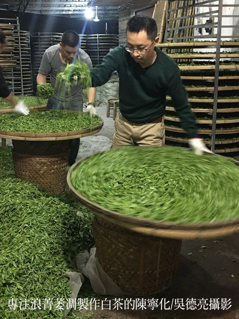 專注浪菁萎凋製作白茶的陳寧化 - 報新聞 Mega News %E5%B0%88%E6%B3%A8%E6%B5%AA%E8%8F%81%E8%90%8E%E5%87%8B%E8%A3%BD%E4%BD%9C%E7%99%BD%E8%8C%B6%E7%9A%84%E9%99%B3%E5%AF%A7%E5%8C%96 768x1024 1