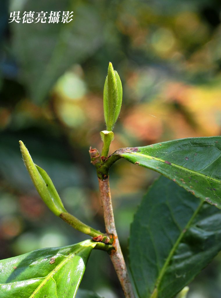 福鼎管陽鎮的馬年賀歲白茶01 - 報新聞 Mega News %E7%A6%8F%E9%BC%8E%E7%AE%A1%E9%99%BD%E9%8E%AE%E7%9A%84%E9%A6%AC%E5%B9%B4%E8%B3%80%E6%AD%B2%E7%99%BD%E8%8C%B601 760x1024 1