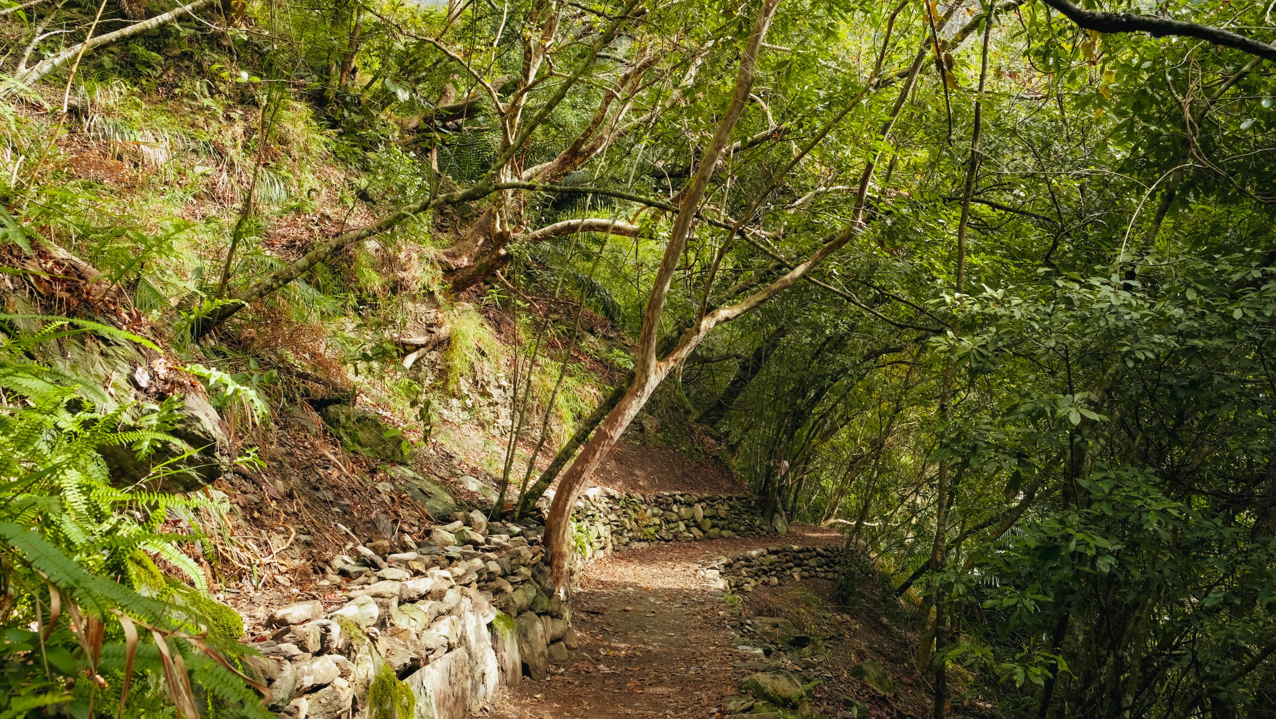 %E5%A4%AA%E9%AD%AF%E9%96%A3%E6%99%B6%E8%8B%B1%E5%9C%962 scaled 1