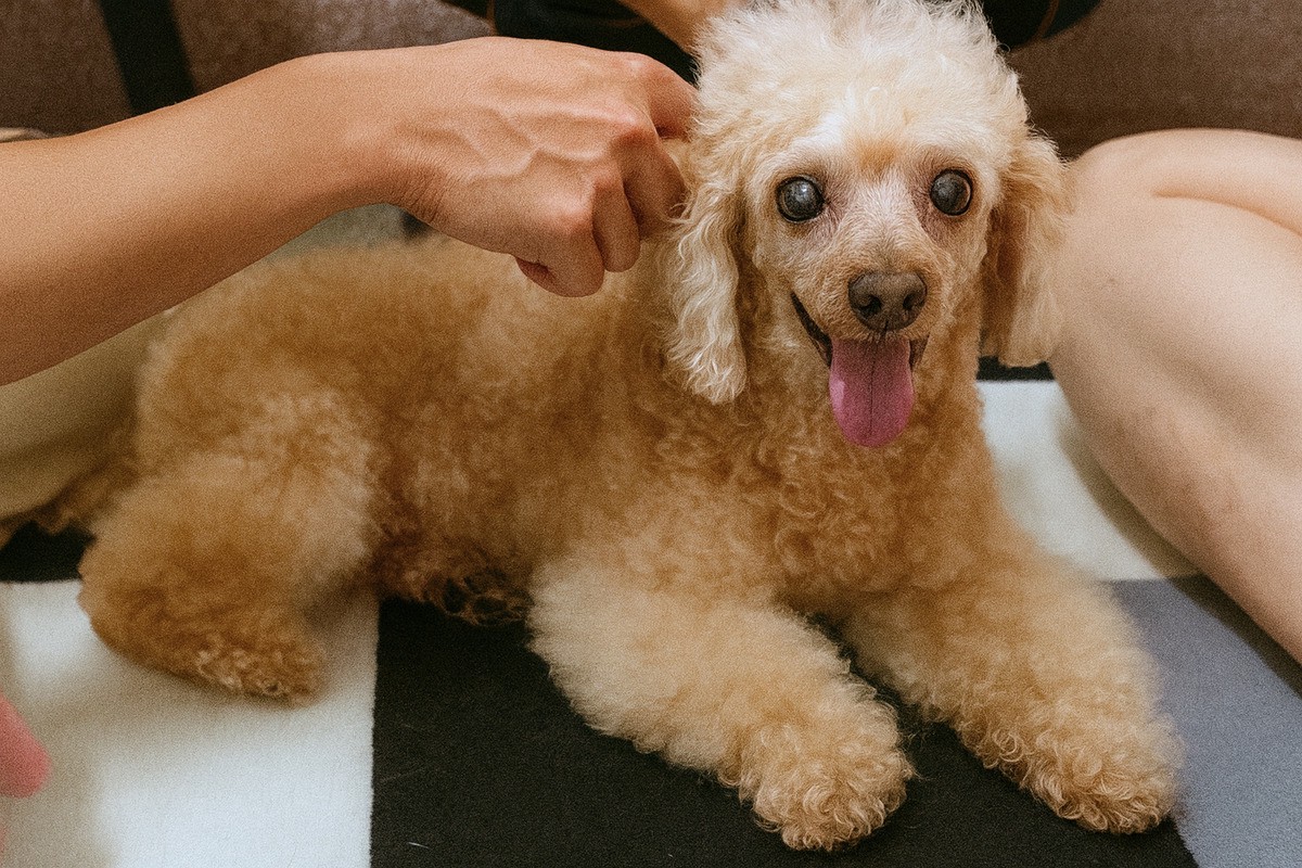 c8c55267 f435 4e18 9eba e5c1eac3601d 177087844390190954604694918