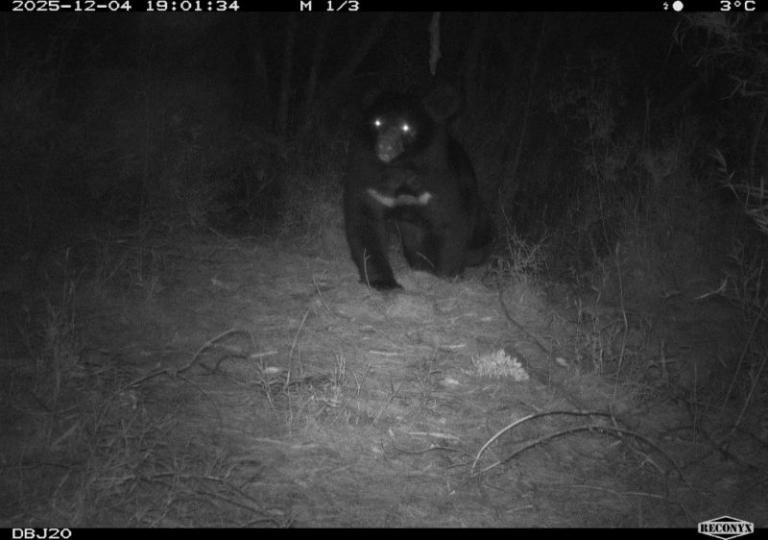 九九山莊、霞喀羅現黑熊蹤跡 新竹分署提醒春節登山提高警覺 4 20260213154828 922d23f7