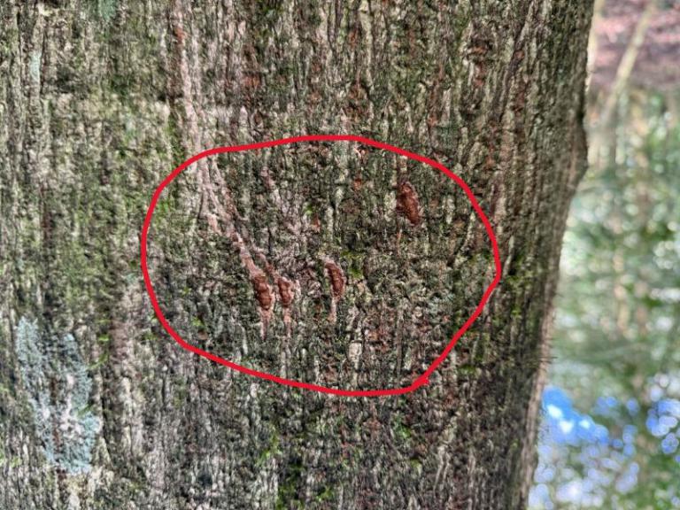 九九山莊、霞喀羅現黑熊蹤跡 新竹分署提醒春節登山提高警覺 5 20260213154943 f0245f4c