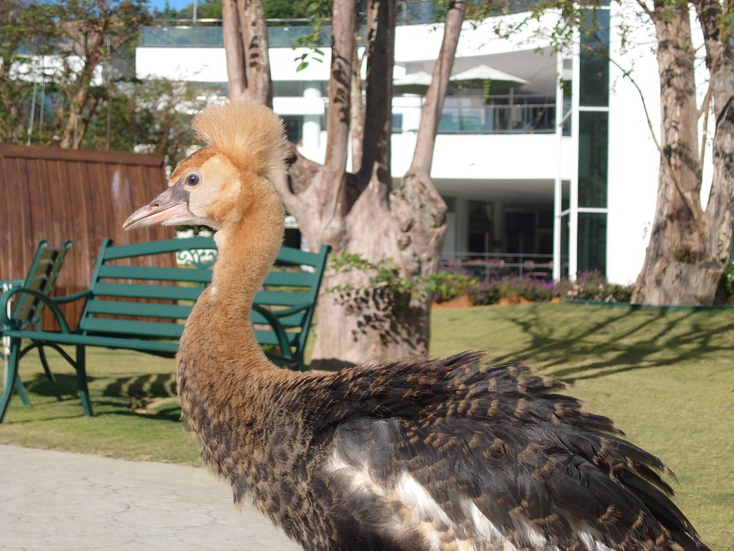 宜蘭萌寵農場風暴後的曙光!九九峰動物樂園「生命守護計畫」 專業醫療接手確保動物福祉 20 d82f4c73 8a7f 44f3 9caa e3e0265c7ddc 177097467847222866709400319