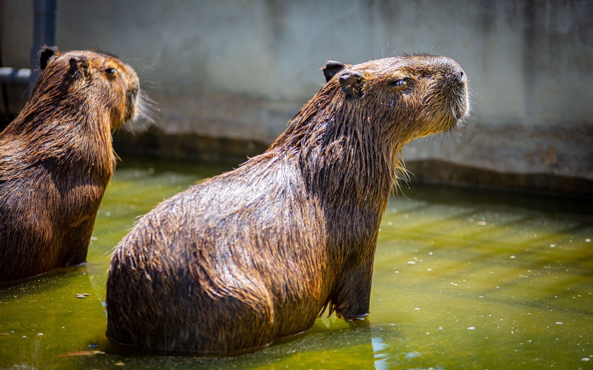 宜蘭萌寵農場風暴後的曙光!九九峰動物樂園「生命守護計畫」 專業醫療接手確保動物福祉 22 d82f4c73 8a7f 44f3 9caa e3e0265c7ddc 177097472569563963205705732
