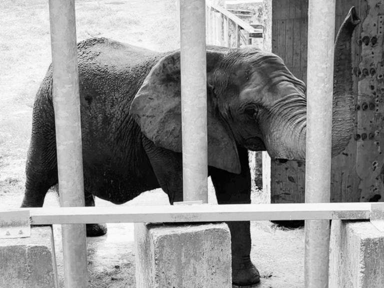 終結孤寂圈養的悲劇 PETA 悼念非洲象「阿里」並呼籲全面檢視大象福利 2 20260217141152 e12b9d4e