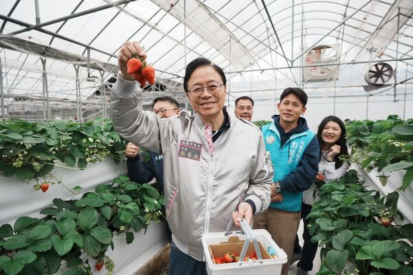 張市長赴果園走春採草莓 邀民眾體驗桃園在地農業魅力 6 f 29335076 1