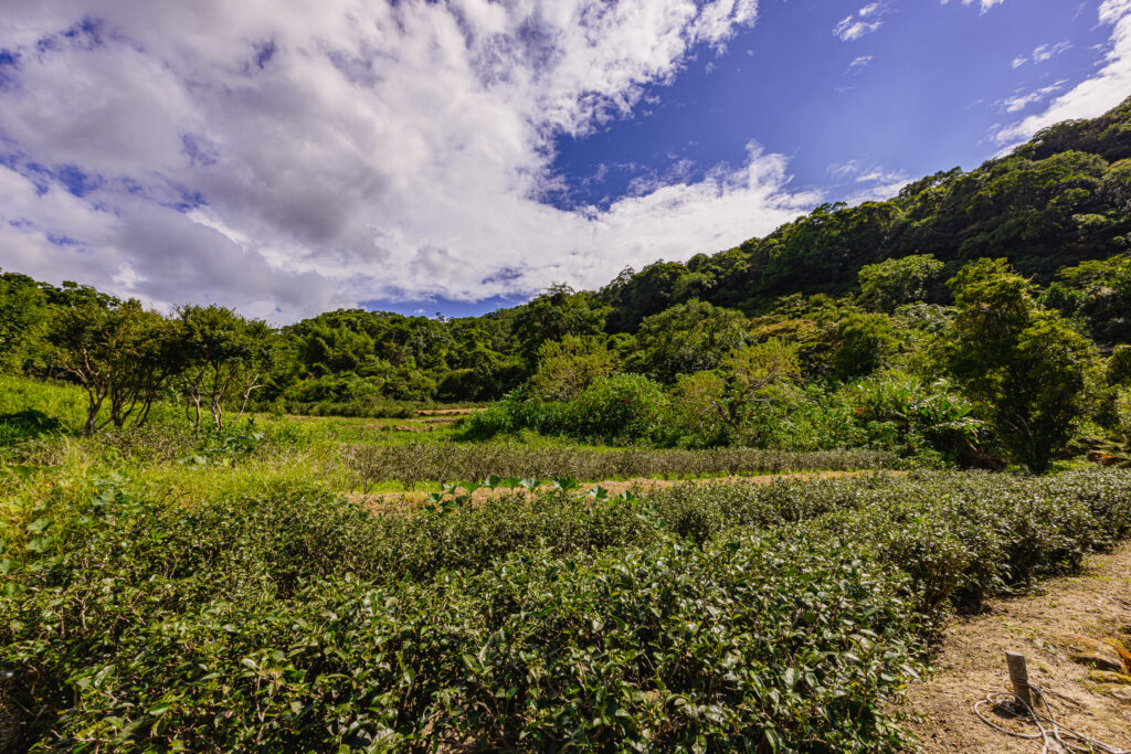 %E5%BE%AE%E9%A2%A8%E8%88%87%E8%8C%B6%E9%A6%99%E7%9B%B8%E4%BA%92%E4%BA%A4%E8%9E%8D%E8%B5%B0%E5%85%A5%E8%8C%B6%E5%B1%B1%E8%81%9E%E9%A6%99%E5%8E%BB 1024x683 1