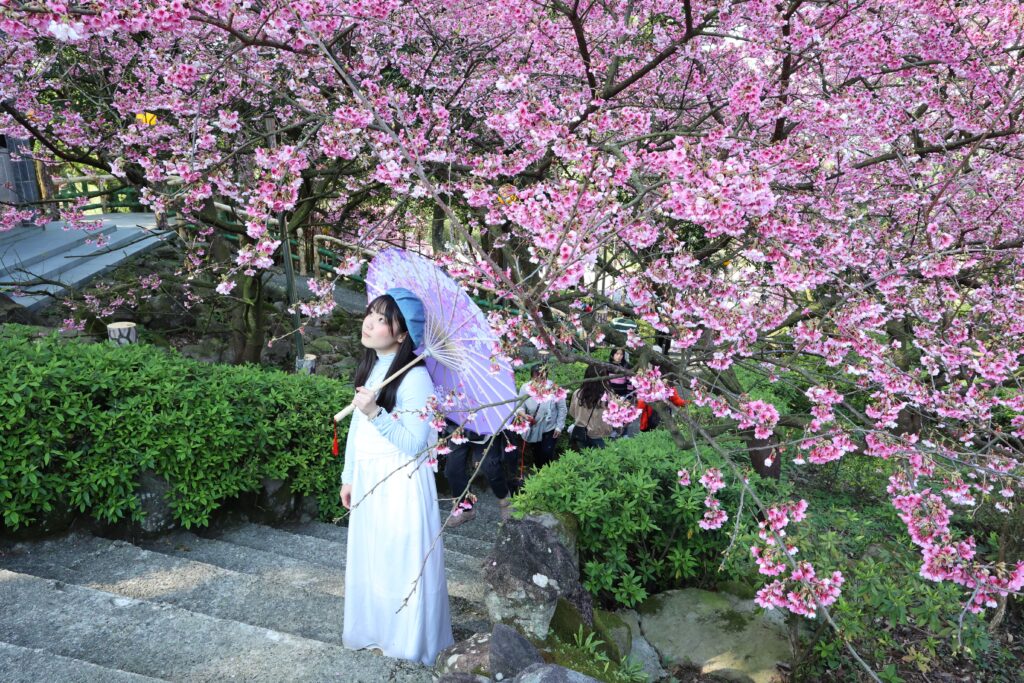 新北推黃金三角行程 春季必衝秘境一日遊 2 %E7%9B%9B%E9%96%8B%E7%9A%84%E6%AB%BB%E8%8A%B1%E5%9C%A8%E9%9A%8E%E6%A2%AF%E6%97%81%E7%B0%87%E7%B0%87%E7%B6%BB%E6%94%BE%E7%B2%89%E8%89%B2%E8%8A%B1%E5%BD%B1%E9%9A%A8%E9%A2%A8%E8%BC%95%E6%99%83%E7%82%BA%E6%95%B4%E6%A2%9D%E6%AD%A5%E9%81%93%E6%B7%BB%E4%B8%8A%E4%B8%80%E6%8A%B9%E6%9F%94%E7%BE%8E 1024x683 1