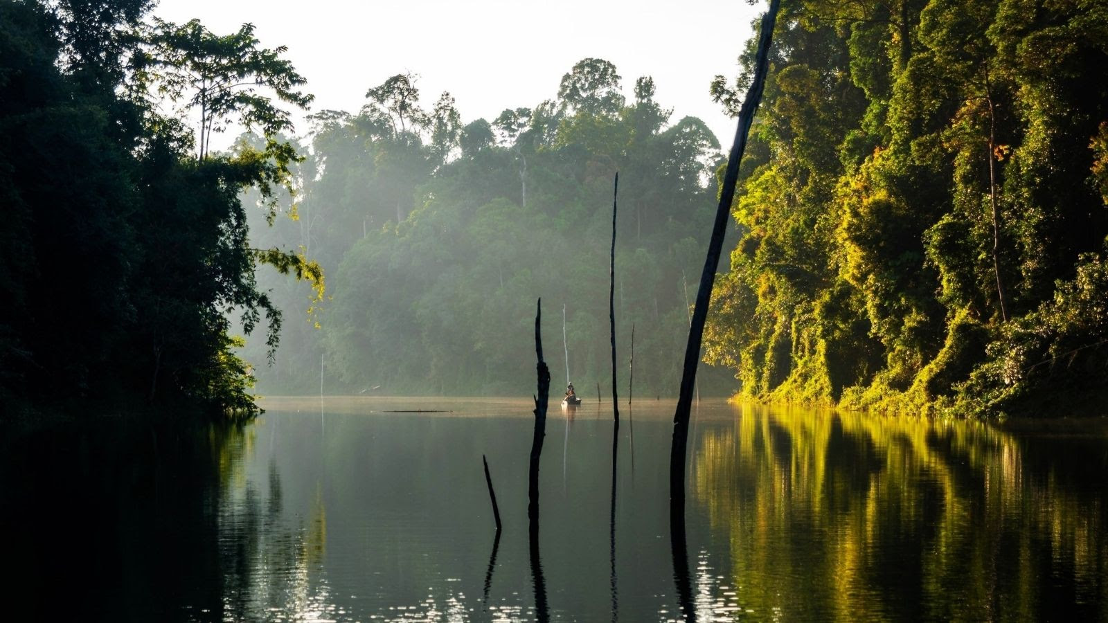 三大熱帶雨林推薦 世界遺產生態探險 4 %E6%9F%8F%E9%9A%86%E7%9A%87%E5%AE%B6%E5%B7%9E%E7%AB%8B%E5%85%AC%E5%9C%92%E6%98%AF%E4%B8%96%E7%95%8C%E6%9C%80%E5%8F%A4%E8%80%81%E7%9A%84%E7%86%B1%E5%B8%B6%E9%9B%A8%E6%9E%97%E4%B9%8B%E4%B8%80%E5%9C%96%E7%89%87%E4%BE%86%E6%BA%90%E9%A6%AC%E4%BE%86%E8%A5%BF%E4%BA%9E%E8%A7%80%E5%85%89%E5%B1%80