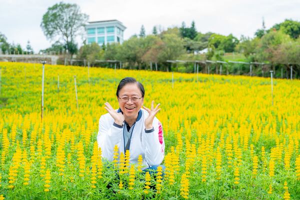 魯冰花盛開迎春 張善政邀全國走訪龍潭賞花體驗客庄風情 7 f 29346488 1