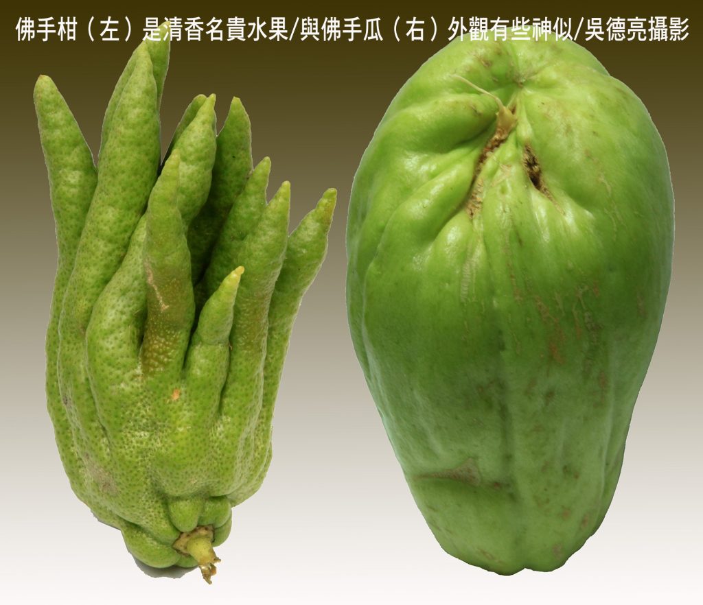 %E4%BD%9B%E6%89%8B%E6%9F%91%E5%B7%A6%E6%98%AF%E6%B8%85%E9%A6%99%E5%90%8D%E8%B2%B4%E6%B0%B4%E6%9E%9C%E8%88%87%E4%BD%9B%E6%89%8B%E7%93%9C%E5%8F%B3%E5%A4%96%E8%A7%80%E6%9C%89%E4%BA%9B%E7%A5%9E%E4%BC%BC 1024x882 1