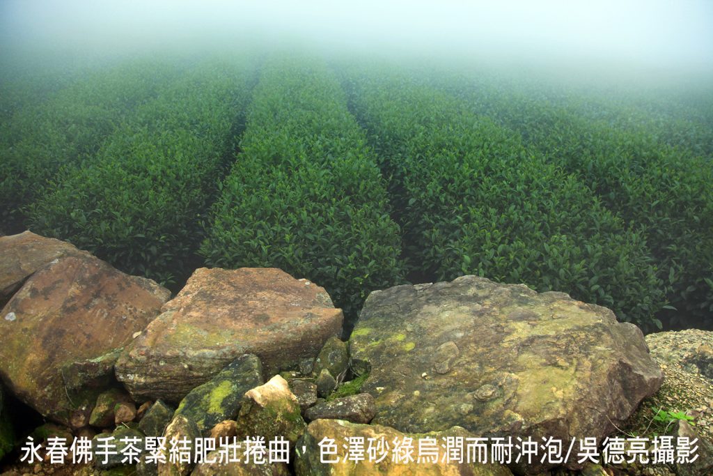 %E6%B0%B8%E6%98%A5%E4%BD%9B%E6%89%8B%E8%8C%B6%E7%B7%8A%E7%B5%90%E8%82%A5%E5%A3%AF%E6%8D%B2%E6%9B%B2%E8%89%B2%E6%BE%A4%E7%A0%82%E7%B6%A0%E7%83%8F%E6%BD%A4%E8%80%8C%E8%80%90%E6%B2%96%E6%B3%A102 1024x683 1