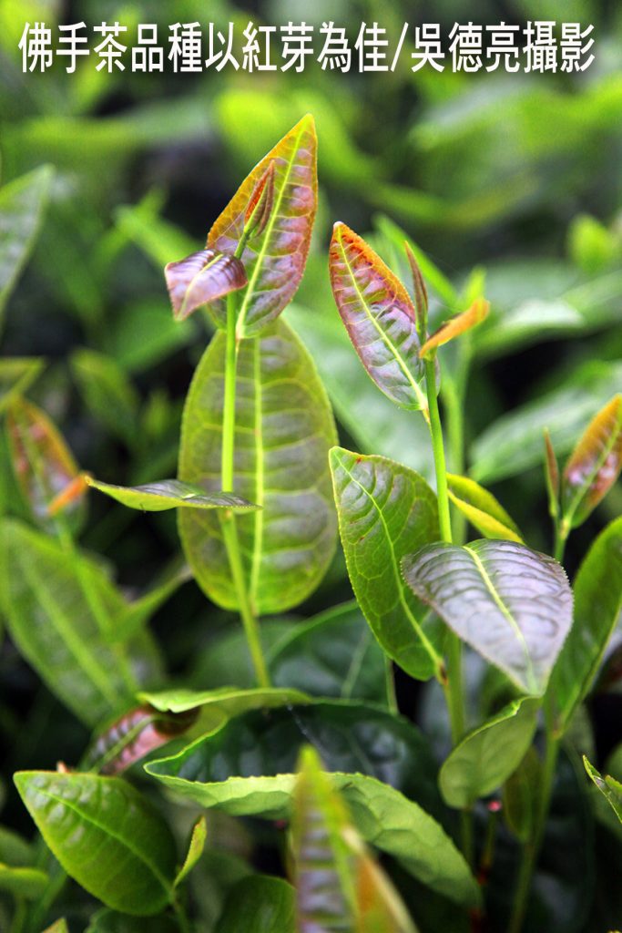 %E4%BD%9B%E6%89%8B%E8%8C%B6%E5%93%81%E7%A8%AE%E4%BB%A5%E7%B4%85%E8%8A%BD%E7%82%BA%E4%BD%B3 683x1024 1