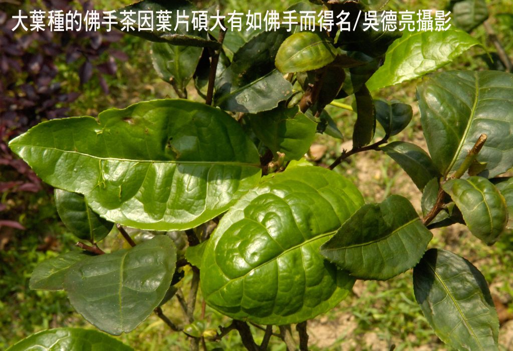 %E5%A4%A7%E8%91%89%E7%A8%AE%E7%9A%84%E4%BD%9B%E6%89%8B%E8%8C%B6%E5%9B%A0%E8%91%89%E7%89%87%E7%A2%A9%E5%A4%A7%E6%9C%89%E5%A6%82%E4%BD%9B%E6%89%8B%E8%80%8C%E5%BE%97%E5%90%8D 1024x701 1