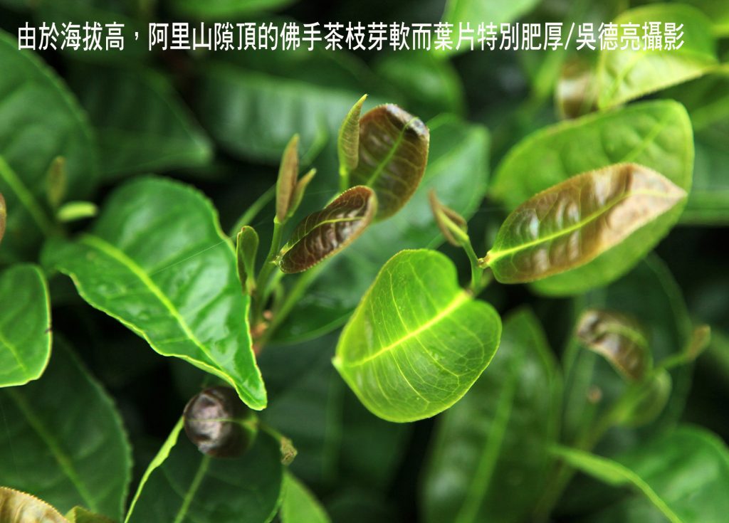 %E7%94%B1%E6%96%BC%E6%B5%B7%E6%8B%94%E9%AB%98%E9%98%BF%E9%87%8C%E5%B1%B1%E9%9A%99%E9%A0%82%E7%9A%84%E4%BD%9B%E6%89%8B%E8%8C%B6%E6%9E%9D%E8%8A%BD%E8%BB%9F%E8%80%8C%E8%91%89%E7%89%87%E7%89%B9%E5%88%A5%E8%82%A5%E5%8E%9A 1024x735 1