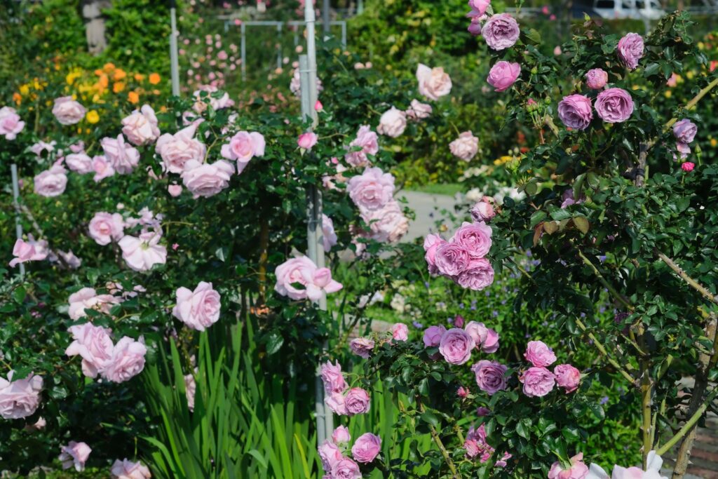 走進 臺北玫瑰園,感受「玫感藝象」的城市浪漫 8 9816dbd9 1e08 4175 95b7 6f26c98f327d 1024x683 1