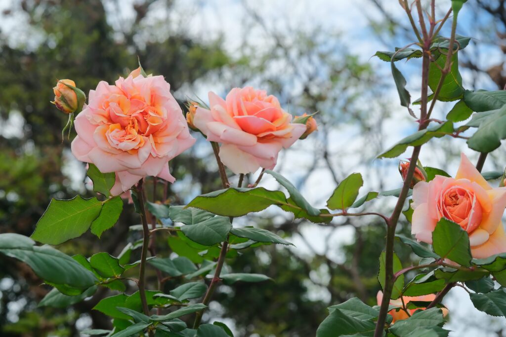 走進 臺北玫瑰園,感受「玫感藝象」的城市浪漫 9 bdc5cb1c 6391 4c82 81e9 504fc88f4ccb 1024x683 1