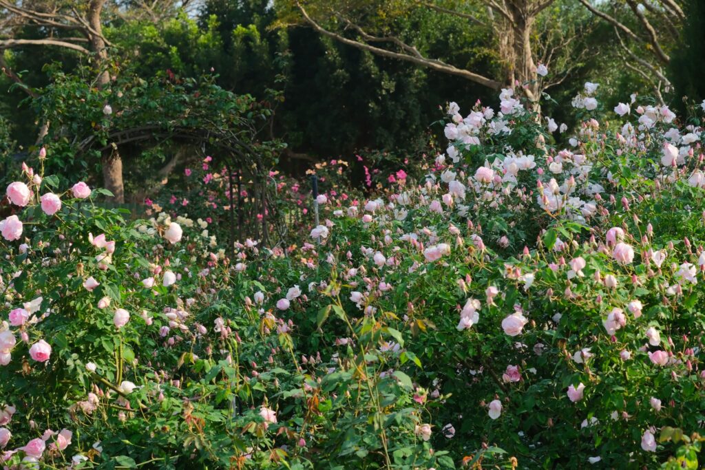 走進 臺北玫瑰園,感受「玫感藝象」的城市浪漫 12 af098ee4 2092 45fa b203 9a3934da7518 1024x683 1