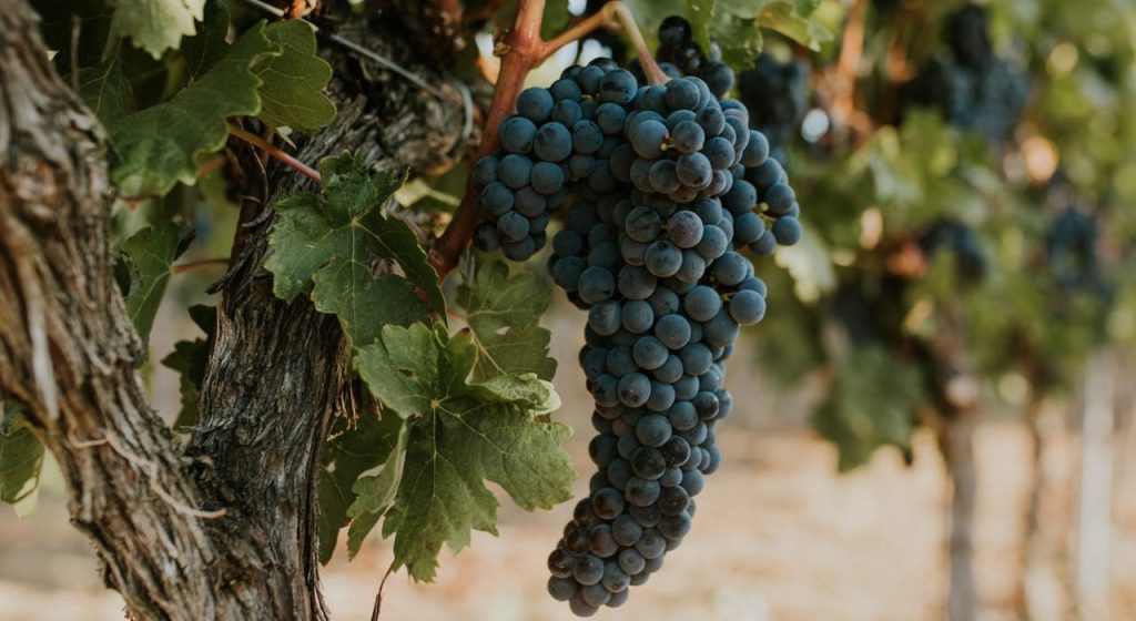 No 250038 2 Ribera del Duero%E7%94%A2%E5%8D%80%E7%9A%84%E4%B8%BB%E8%A6%81%E8%91%A1%E8%90%84%E5%93%81%E7%A8%AETinto Fino %E4%BE%86%E6%BA%90 15 Bodegas 1024x560 1