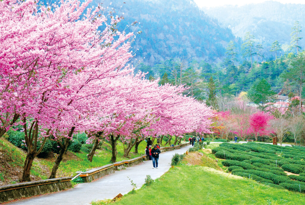 %E5%B1%B1%E5%9F%8E%E5%9C%B0%E5%8D%80%E6%AD%A6%E9%99%B5%E8%BE%B2%E5%A0%B4%E6%AB%BB%E8%8A%B1%E5%AD%A3%E7%BE%8E%E6%99%AF 0 1024x690 1