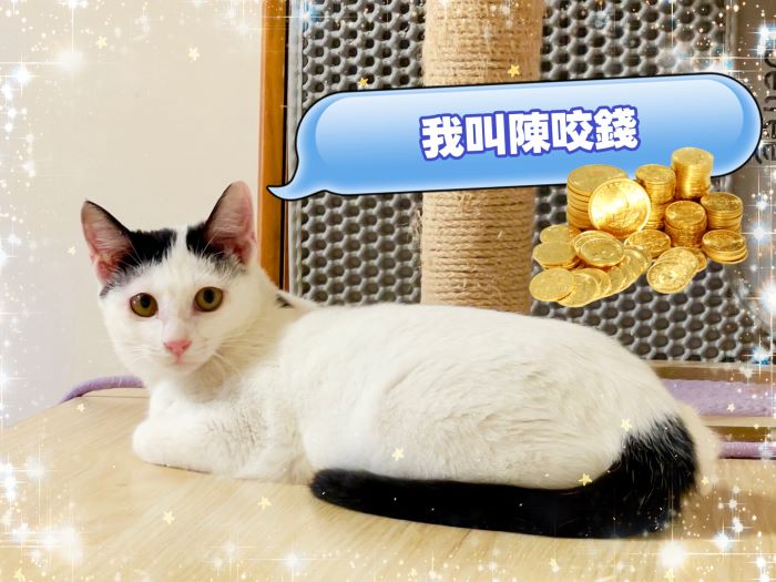 《圖說》「陳咬錢」是6個月的小女生，已經結紮。文靜乖巧，需要與飼主慢慢培養感情，慢慢地走進彼此心中。〈動保處提供〉