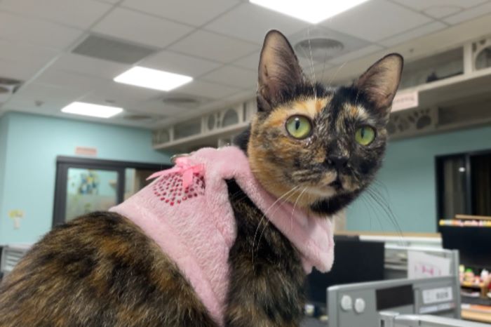 《圖說》憨厚可愛的「2.0」，非常親人！看到人會瘋狂刷存在感，直到有人理牠才肯罷休，感覺像養隻小狗。〈動保處提供〉